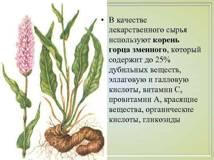  • В качестве  лекарственного сырья  используют корень  горца змеиного, который