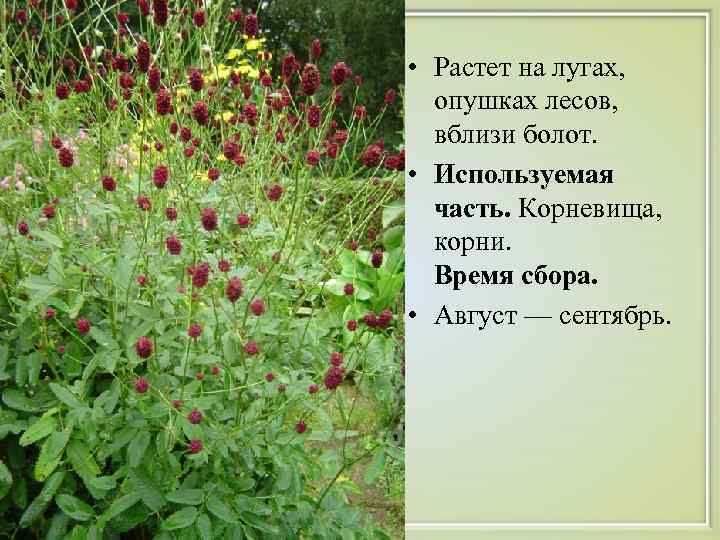  • Растет на лугах, опушках лесов, вблизи болот.  • Используемая  часть.