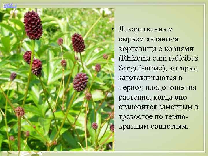  • Лекарственным  сырьем являются  корневища с корнями  (Rhizoma cum radicibus