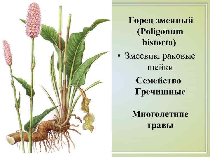  Горец змеиный  (Poligonum  bistorta)  • Змеевик, раковые  шейки 