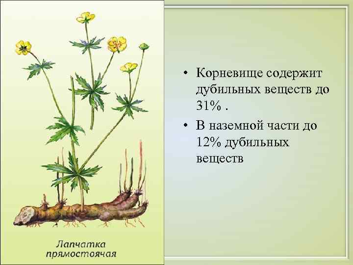  • Корневище содержит  дубильных веществ до  31%.  • В наземной