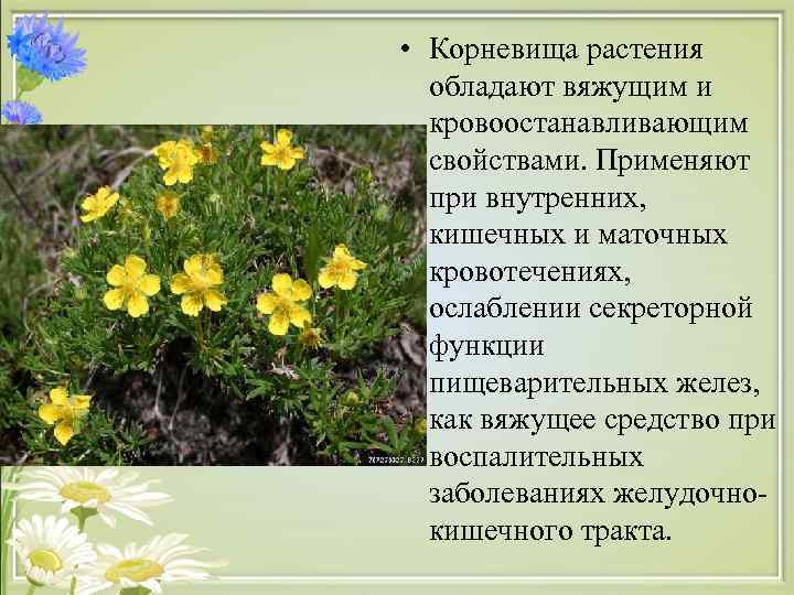  • Корневища растения  обладают вяжущим и  кровоостанавливающим  свойствами. Применяют 