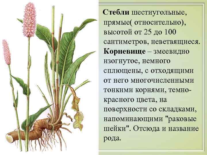 Стебли шестиугольные,  прямые( относительно),  высотой от 25 до 100 сантиметров, неветвящиеся. Корневище