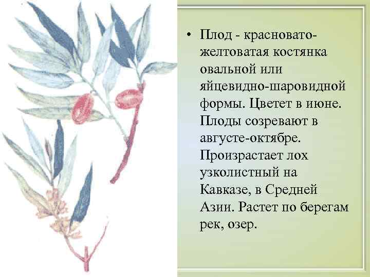  • Плод - красновато-  желтоватая костянка  овальной или  яйцевидно-шаровидной 