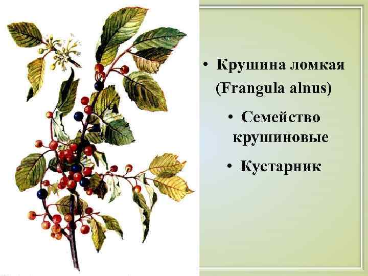  • Крушина ломкая  (Frangula alnus) • Семейство крушиновые • Кустарник 