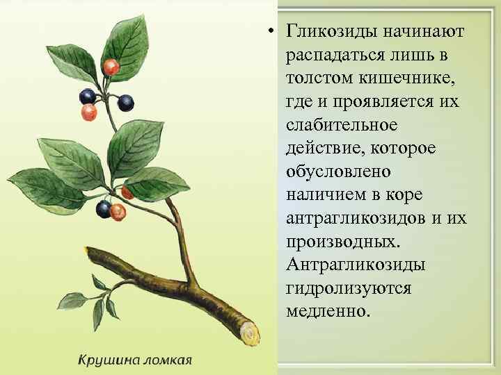  • Гликозиды начинают  распадаться лишь в  толстом кишечнике, где и проявляется
