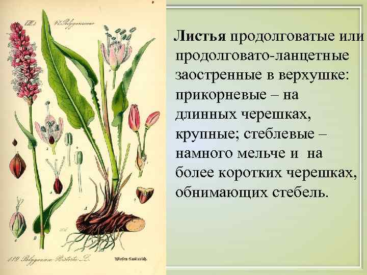   Листья продолговатые или продолговато-ланцетные заостренные в верхушке: прикорневые – на длинных черешках,