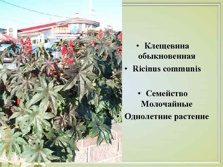  • Клещевина  обыкновенная  • Ricinus communis  • Семейство  Молочайные