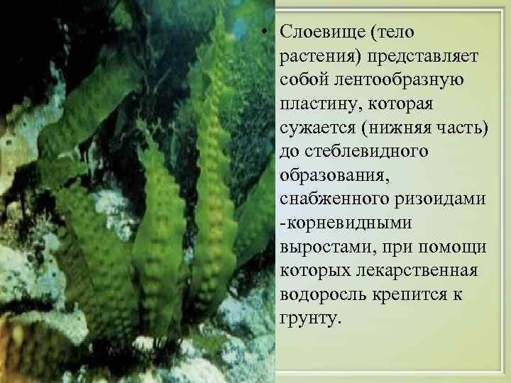  • Слоевище (тело  растения) представляет  собой лентообразную  пластину, которая 
