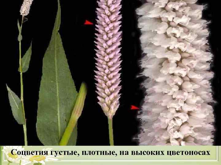 Соцветия густые, плотные, на высоких цветоносах 