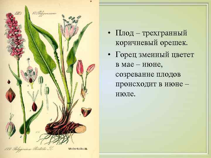  • Плод – трехгранный  коричневый орешек.  • Горец змеиный цветет 