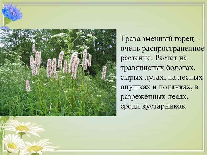  • Трава змеиный горец –  очень распространенное  растение. Растет на 