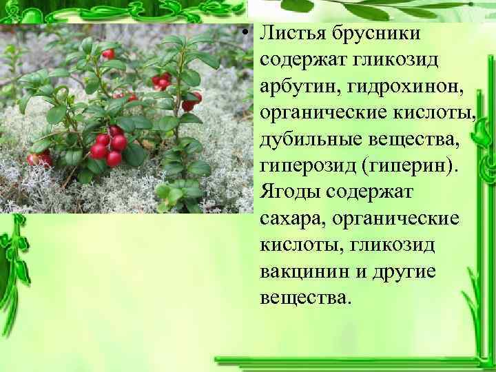  • Листья брусники  содержат гликозид  арбутин, гидрохинон, органические кислоты, дубильные вещества,
