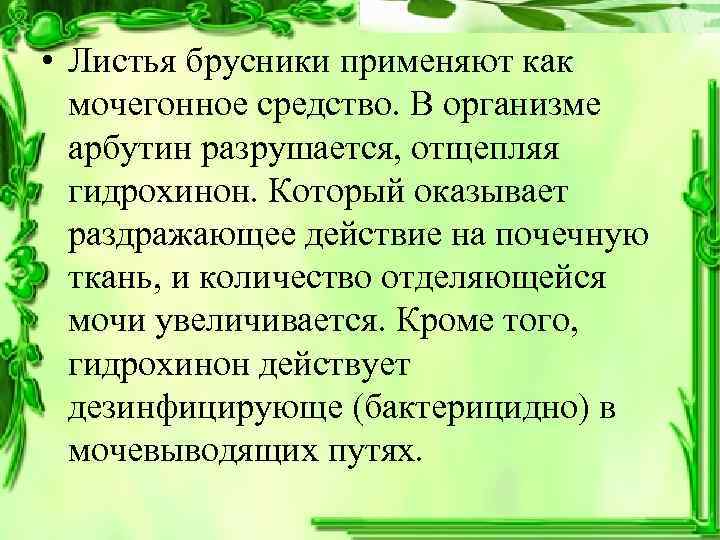 • Листья брусники применяют как  мочегонное средство. В организме  арбутин разрушается,