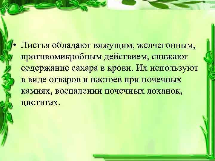  • Листья обладают вяжущим, желчегонным, противомикробным действием, снижают  содержание сахара в крови.