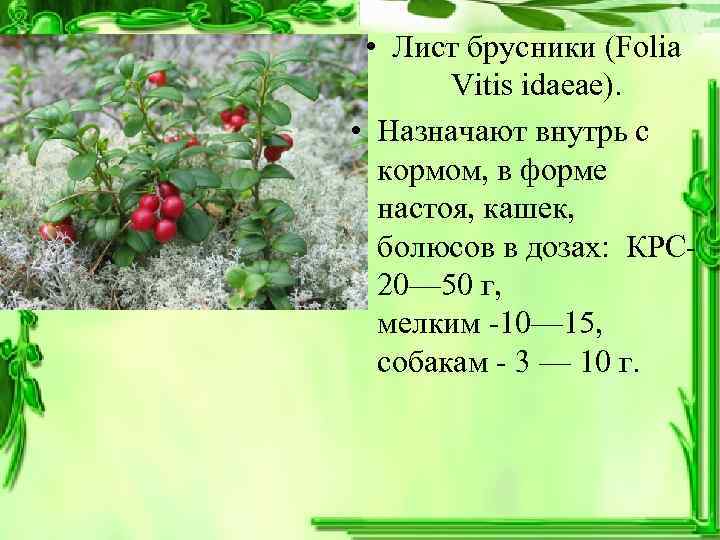  • Лист брусники (Folia   Vitis idaeae).  • Назначают внутрь с