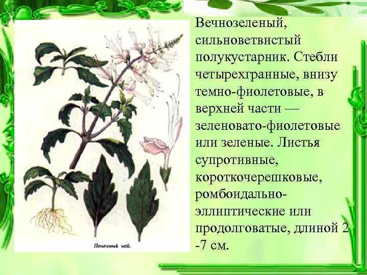  • Вечнозеленый, сильноветвистый  полукустарник. Стебли  четырехгранные, внизу  темно-фиолетовые, в 