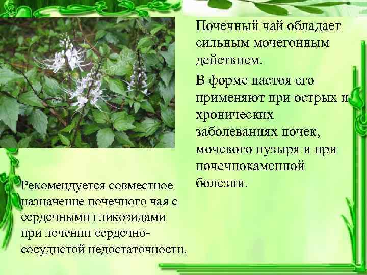      Почечный чай обладает      сильным