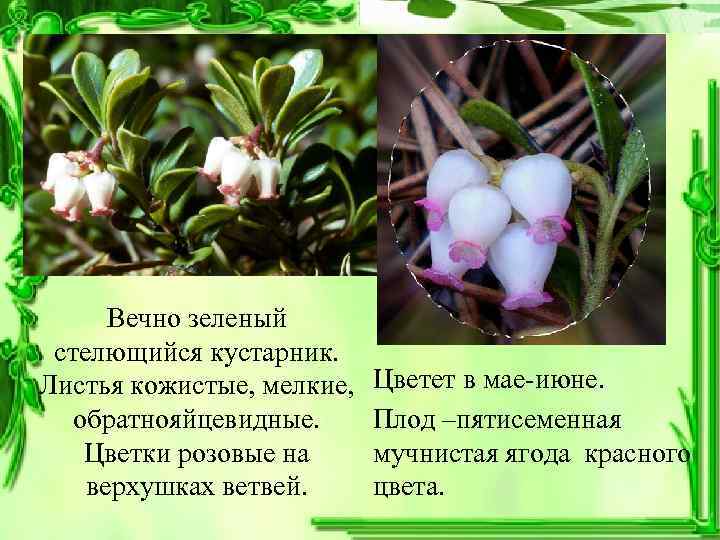  Вечно зеленый  стелющийся кустарник.  Листья кожистые, мелкие, Цветет в мае-июне. обратнояйцевидные.