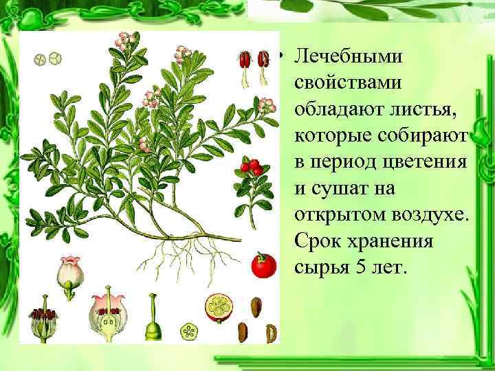  • Лечебными  свойствами  обладают листья, которые собирают  в период цветения