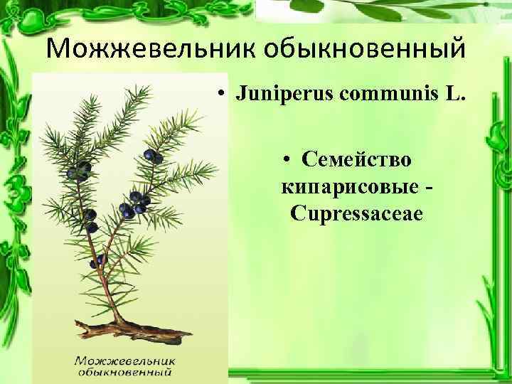 Можжевельник обыкновенный  • Juniperus communis L.    • Семейство  