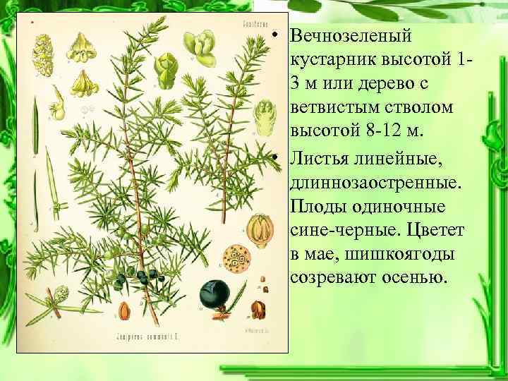  • Вечнозеленый  кустарник высотой 1 -  3 м или дерево с