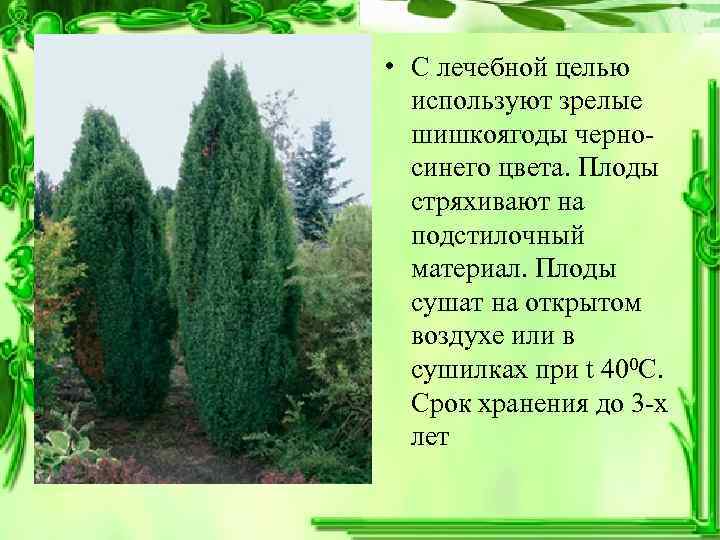  • С лечебной целью  используют зрелые  шишкоягоды черно-  синего цвета.