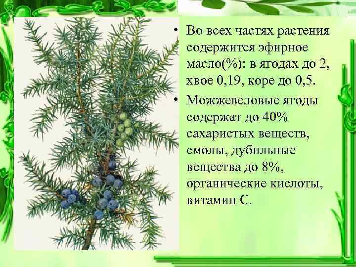  • Во всех частях растения  содержится эфирное  масло(%): в ягодах до