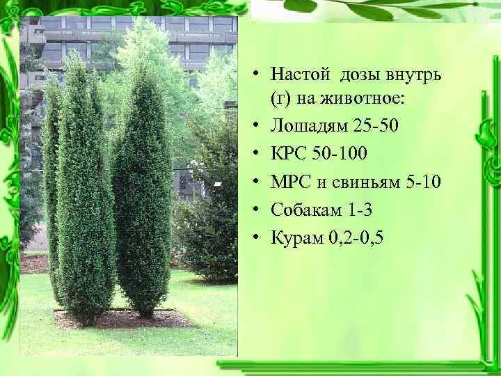  • Настой дозы внутрь  (г) на животное:  • Лошадям 25 -50