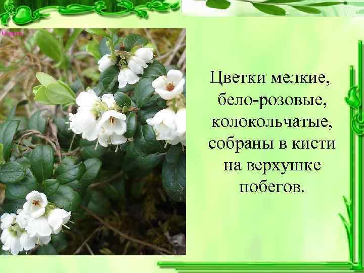  Цветки мелкие, бело-розовые, колокольчатые, собраны в кисти на верхушке  побегов. 