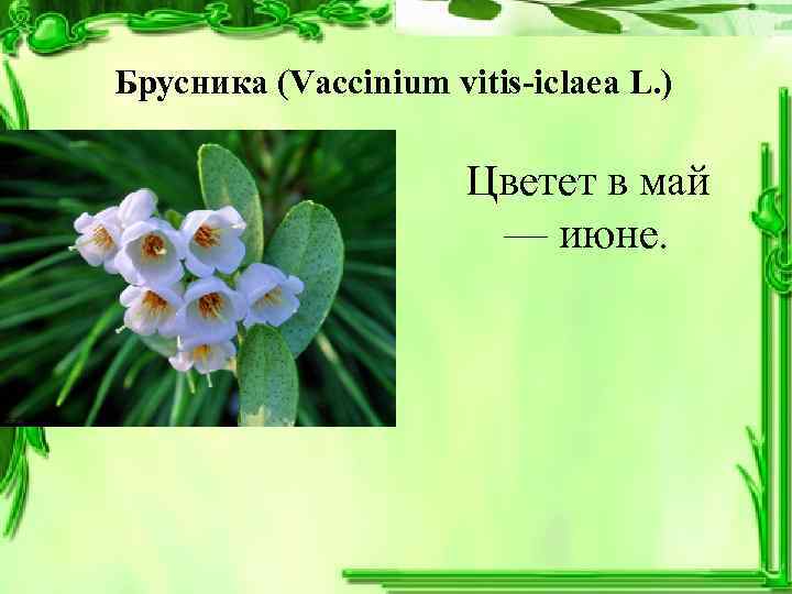 Брусника (Vaccinium vitis-iclaea L. )     Цветет в май  