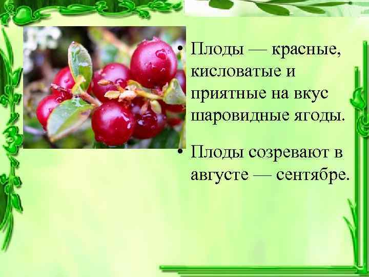  • Плоды — красные, кисловатые и  приятные на вкус  шаровидные ягоды.