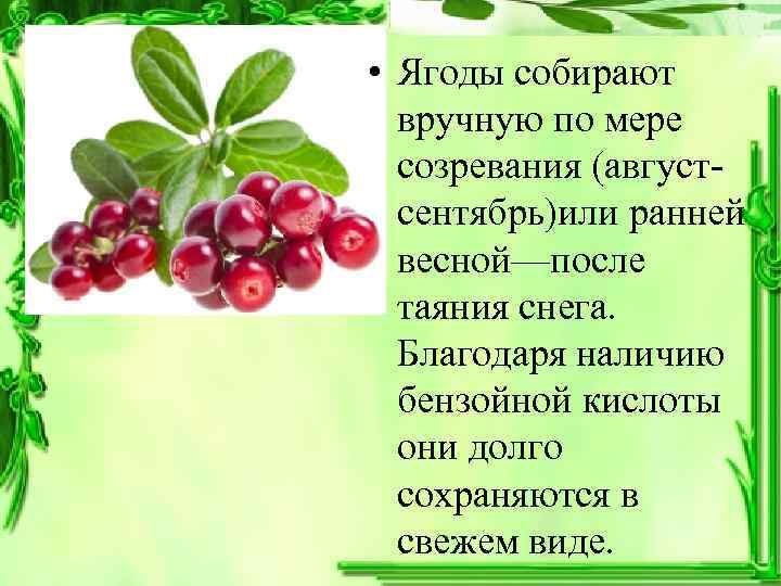  • Ягоды собирают  вручную по мере  созревания (август-  сентябрь)или ранней