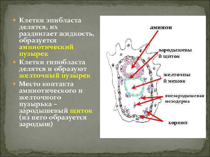  Клетки эпибласта  делятся, их  амнион  раздвигает жидкость,  образуется 