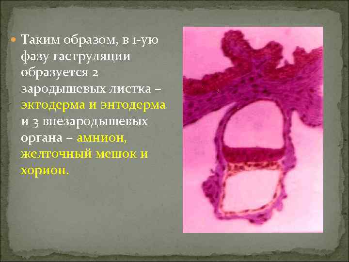  Таким образом, в 1 -ую фазу гаструляции образуется 2 зародышевых листка – эктодерма