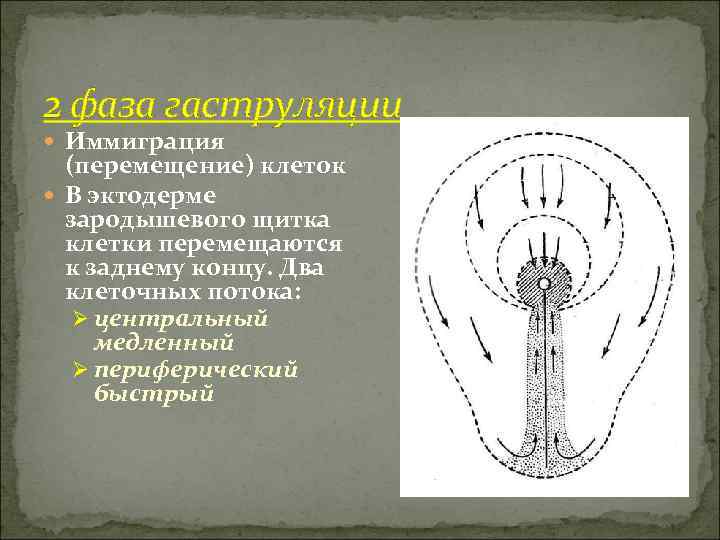 2 фаза гаструляции  Иммиграция  (перемещение) клеток  В эктодерме  зародышевого щитка