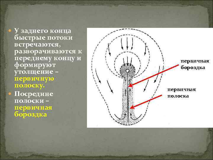  У заднего конца  быстрые потоки  встречаются,  разворачиваются к  переднему