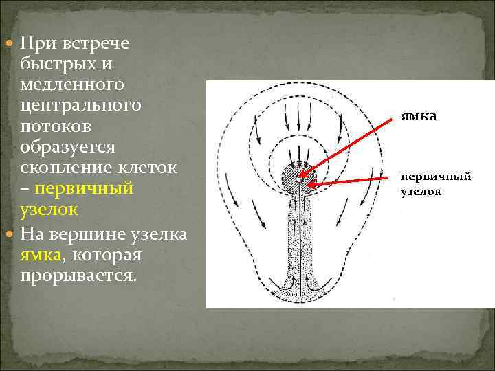  При встрече  быстрых и  медленного  центрального  ямка  потоков
