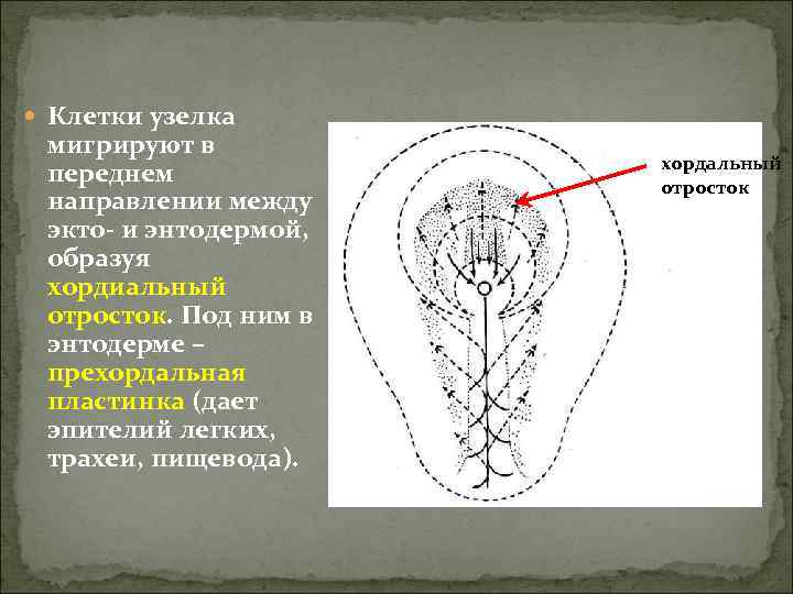  Клетки узелка мигрируют в    хордальный переднем   отросток направлении