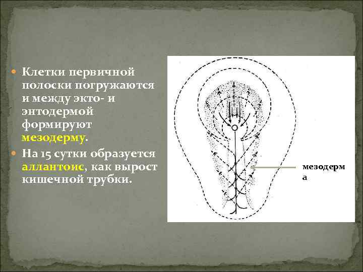  Клетки первичной  полоски погружаются  и между экто- и  энтодермой 