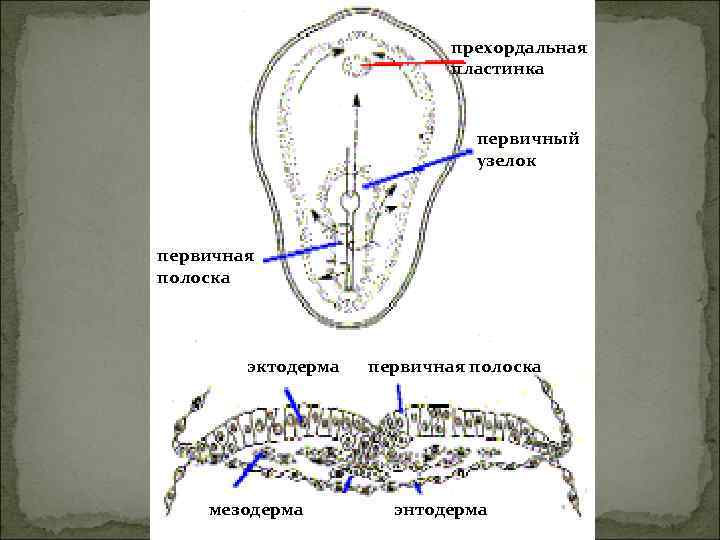       прехордальная     пластинка  