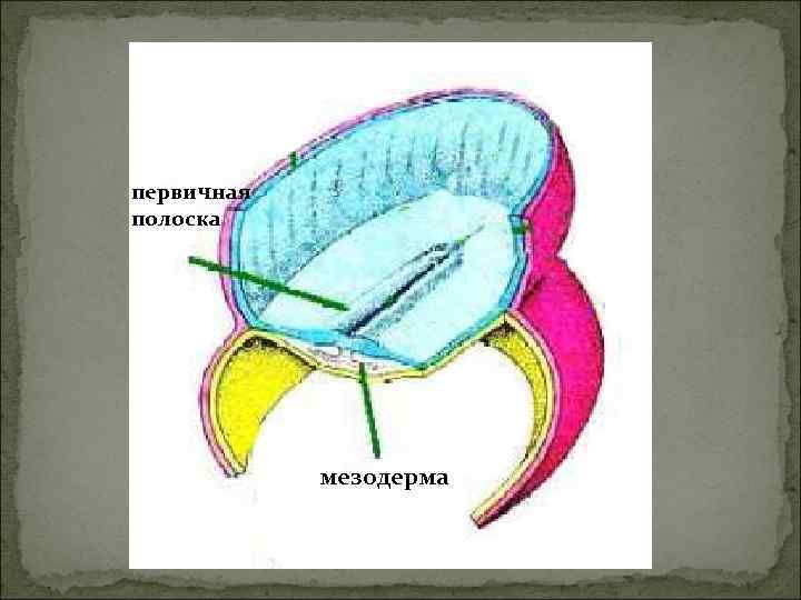 первичная полоска   мезодерма 