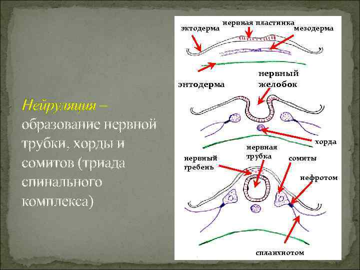        нервная пластинка    эктодерма 