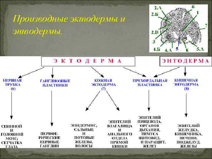 Производные эктодермы и энтодермы. 