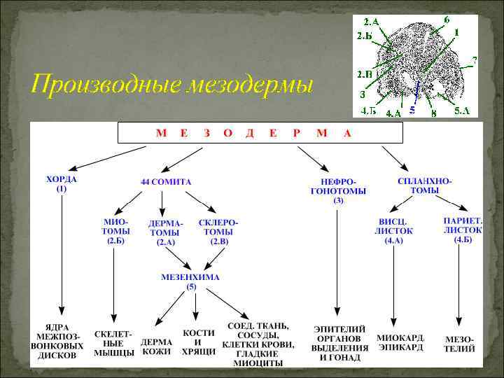 Производные мезодермы 