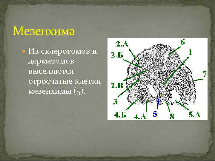 Мезенхима  Из склеротомов и  дерматомов  выселяются  отросчатые клетки  мезенхимы