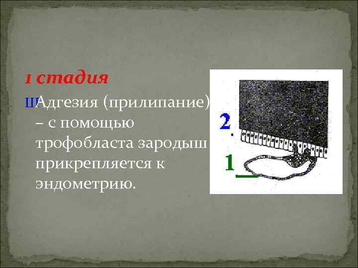 1 стадия ШАдгезия (прилипание) – с помощью трофобласта зародыш прикрепляется к эндометрию. 