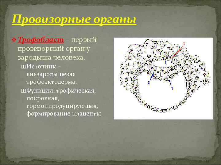 Провизорные органы v Трофобласт – первый провизорный орган у зародыша человека.  ШИсточник –