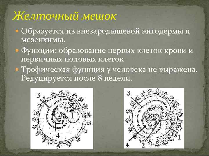 Желточный мешок  Образуется из внезародышевой энтодермы и  мезенхимы.  Функции: образование первых