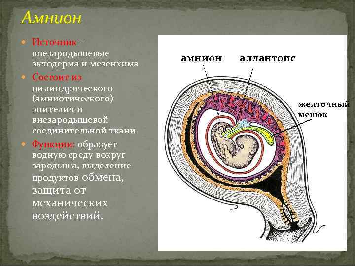 Амнион  Источник –  внезародышевые      амнион  аллантоис